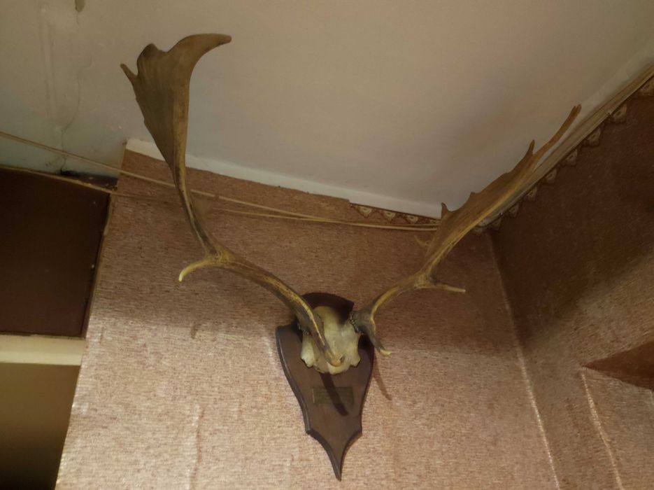 Продам роги оленя, косулі,лані,сайгак