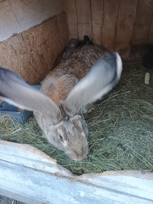Sprzedam samicęę z 2 młodymi