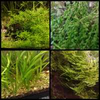 9 espécies de plantas aquáticas (faço envios)
