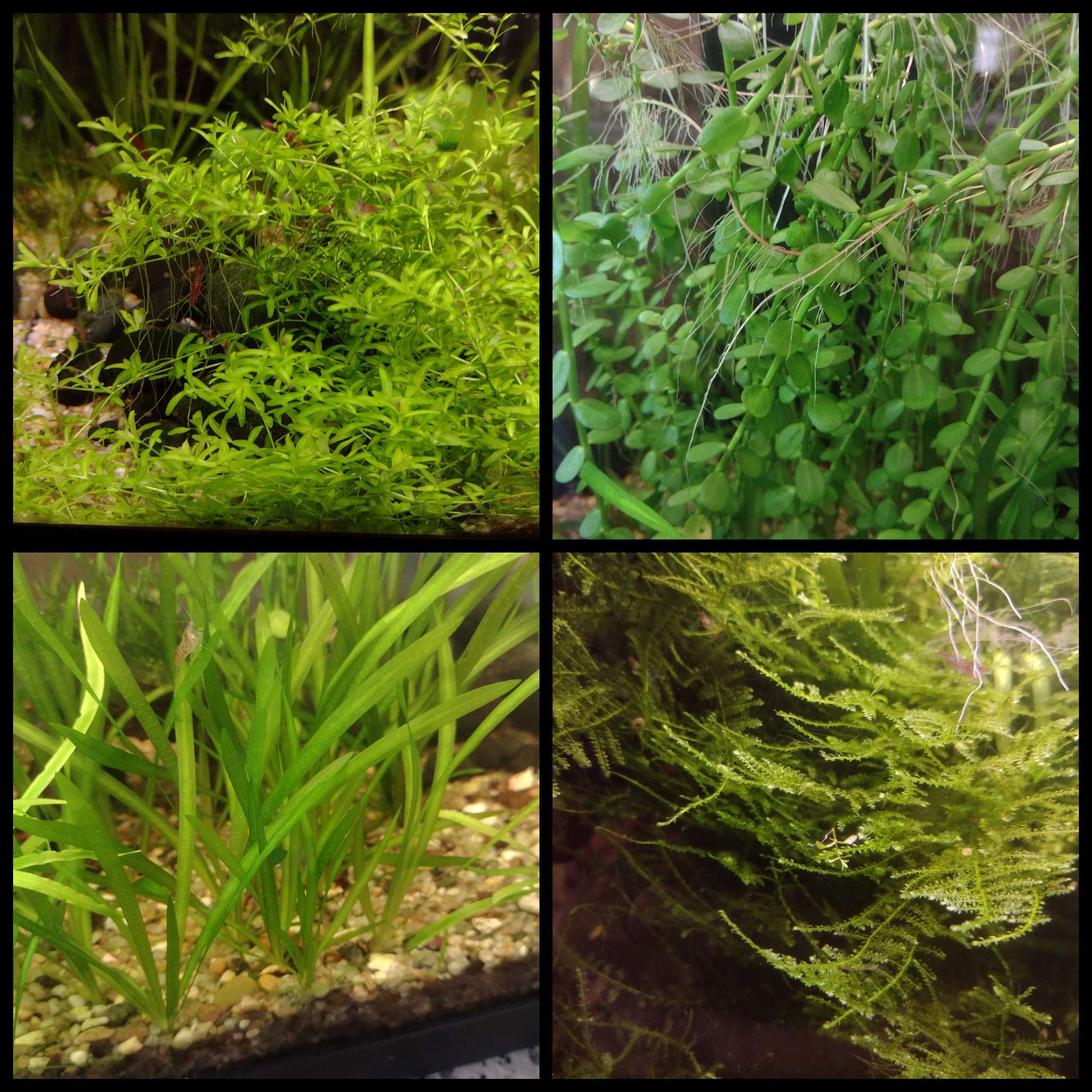 15 espécies de plantas aquáticas (faço envios)