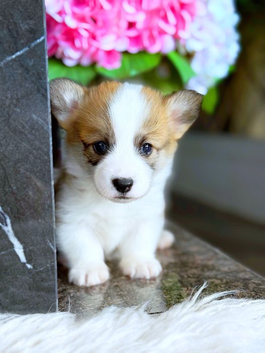 Вельш корги пемброк