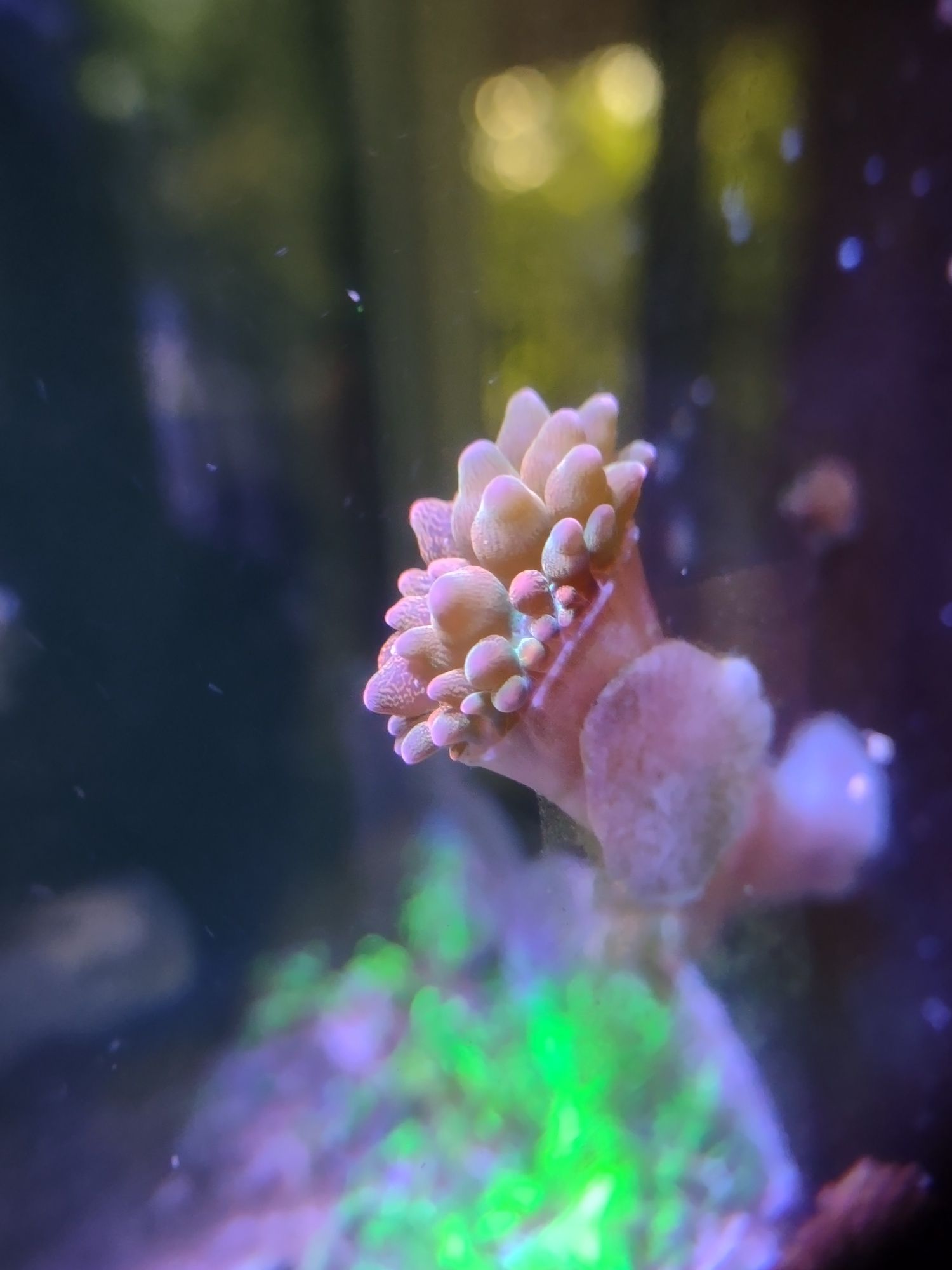 Ukwiał Entacmaea quadricolor