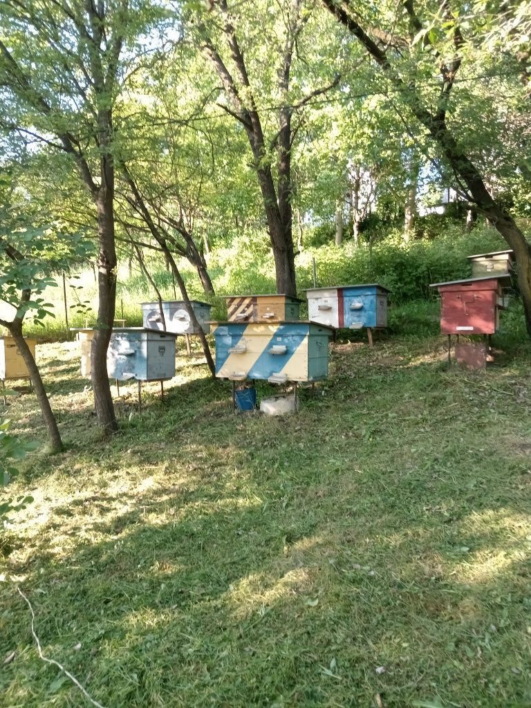 Вулики ціна 1000 можливий торг