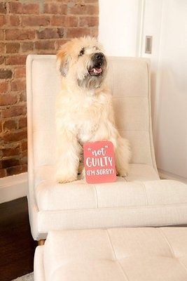 Pearhead карточки для фото домашний питомец собака щенок маркер новые