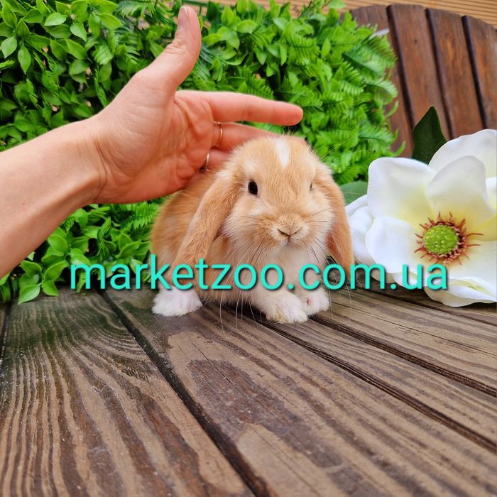 mini lop мини мiнi кролики карликовые декораивные вислоухий баранчик