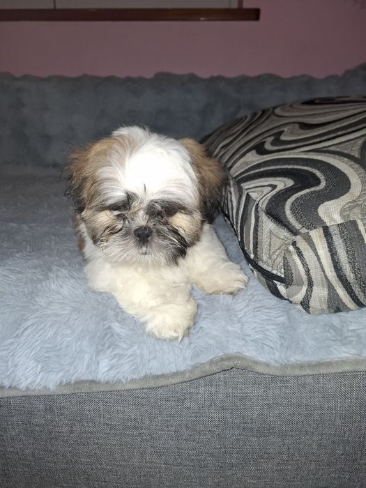 Shih-tzu suczka szczeniak