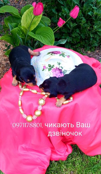 Такси це інтелігентна порода собак