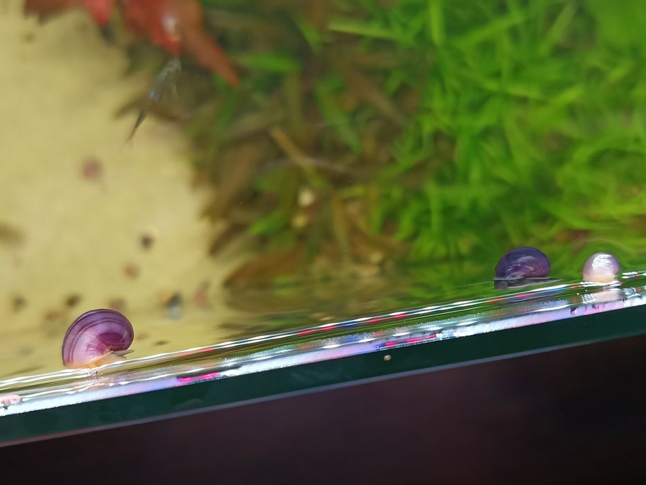 Ślimaki akwariowe fioletowe, różowe i błękitne