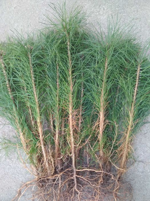 sosna pospolita wys 30-45 cm, sosna zwyczajna, sadzonki leśne