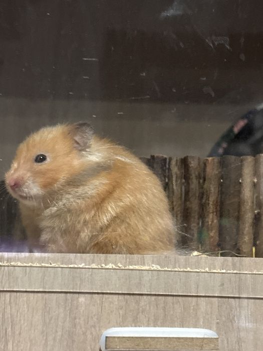 chomiczek syryjski rudy