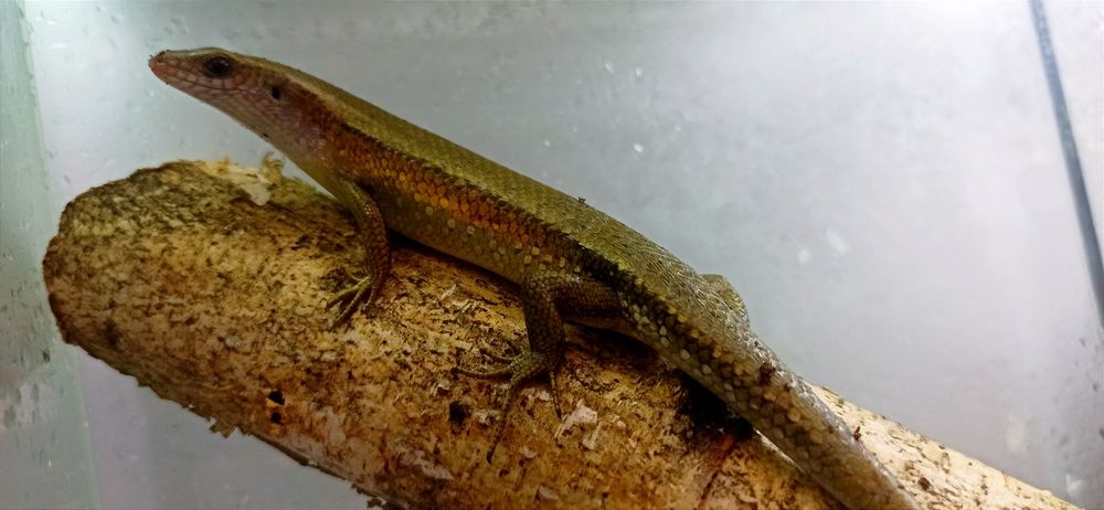 Mabuye multifasciata