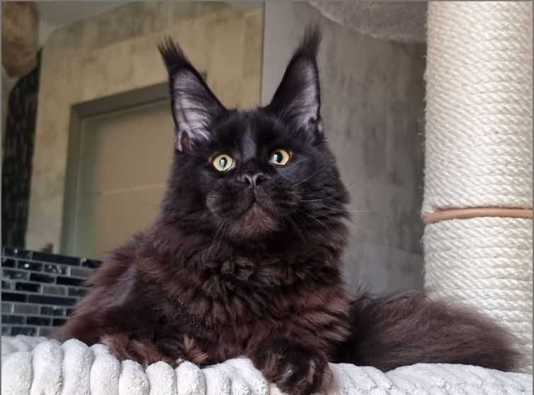 Чекаємо на найкращу родину! Мейн-кун з документами та щепленням