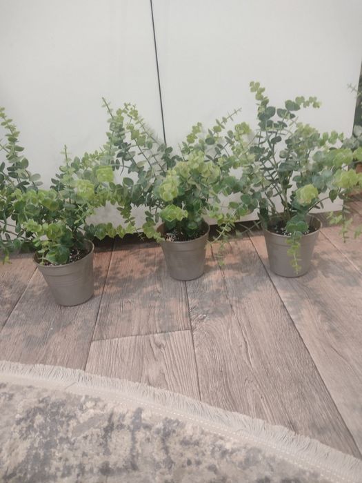 Декоративний самшит