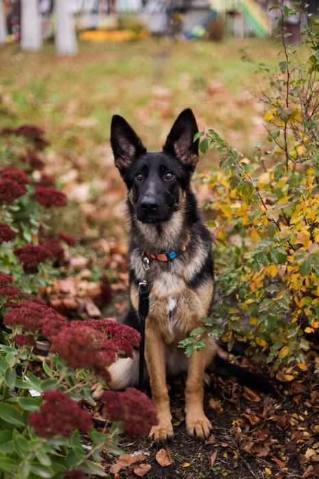 Дівчинка німецької вівчарки КСУ