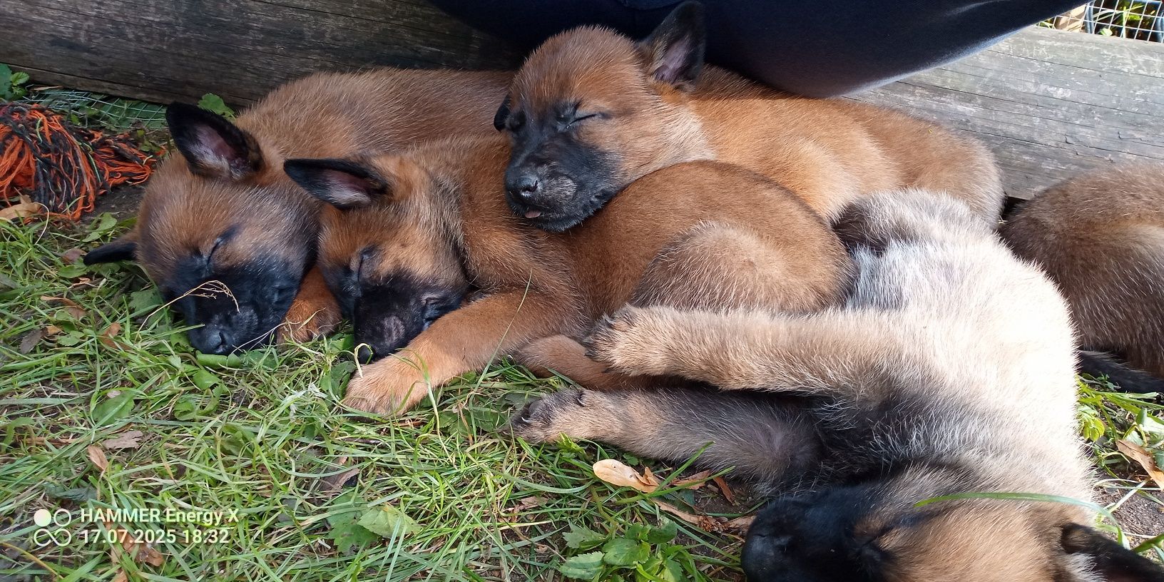 Owczarek belgijski Malinois FCI