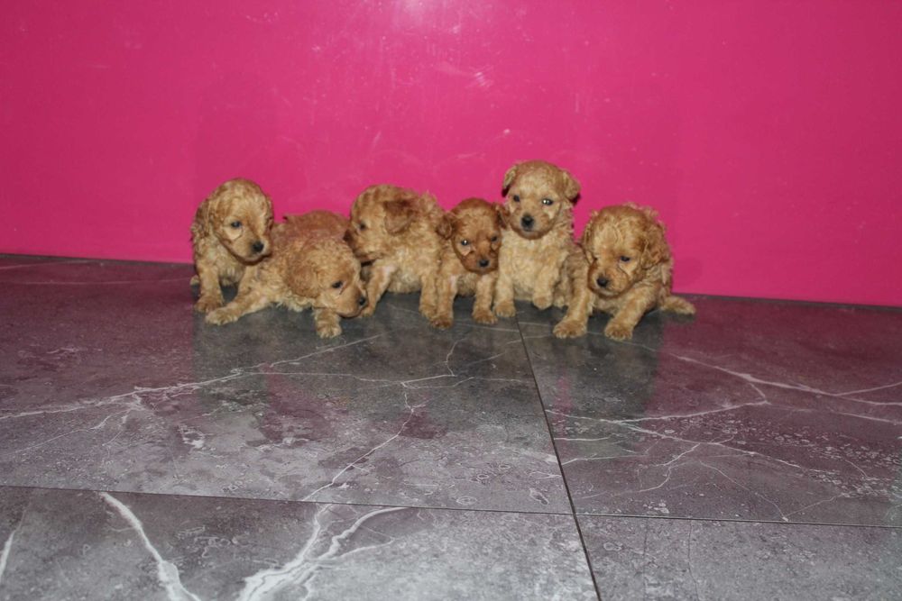 Maltipoo hybryda Maltańczyk i Pudel Piesek