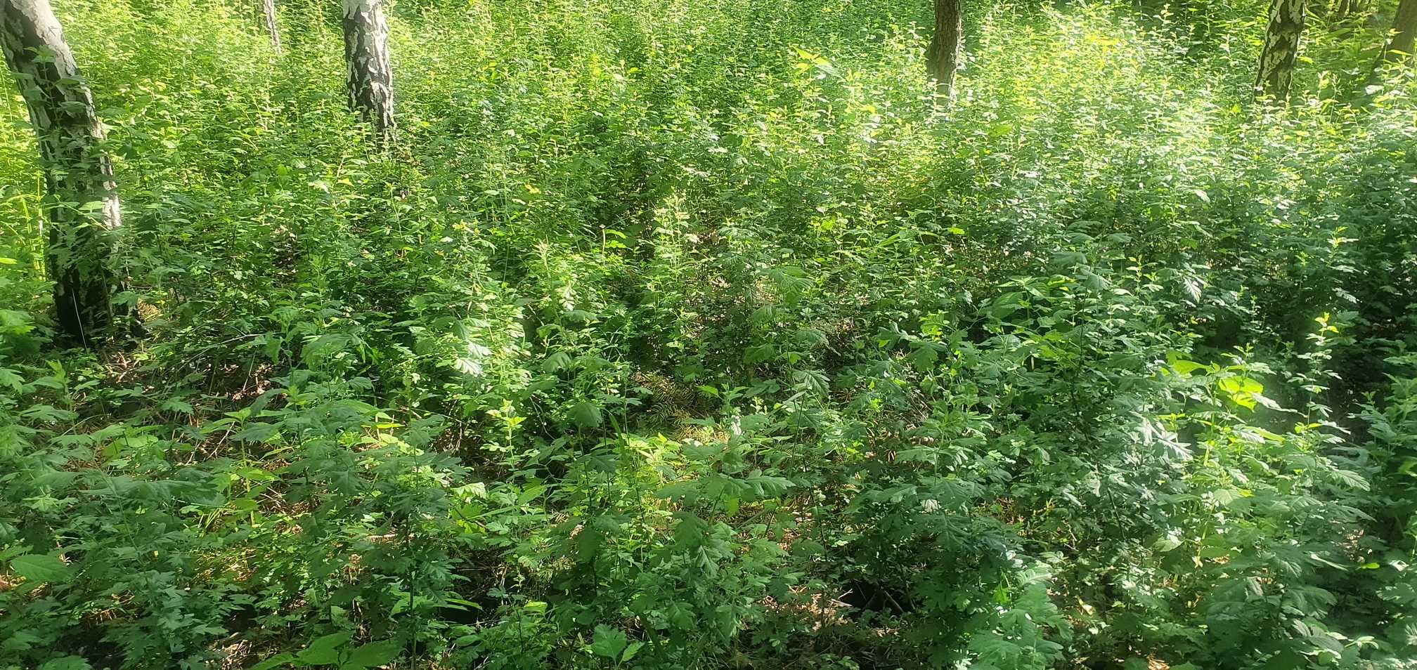 Głóg jednoszyjkowy na żywopłot. Crataegus. Sadzonki głogu w pojemn.