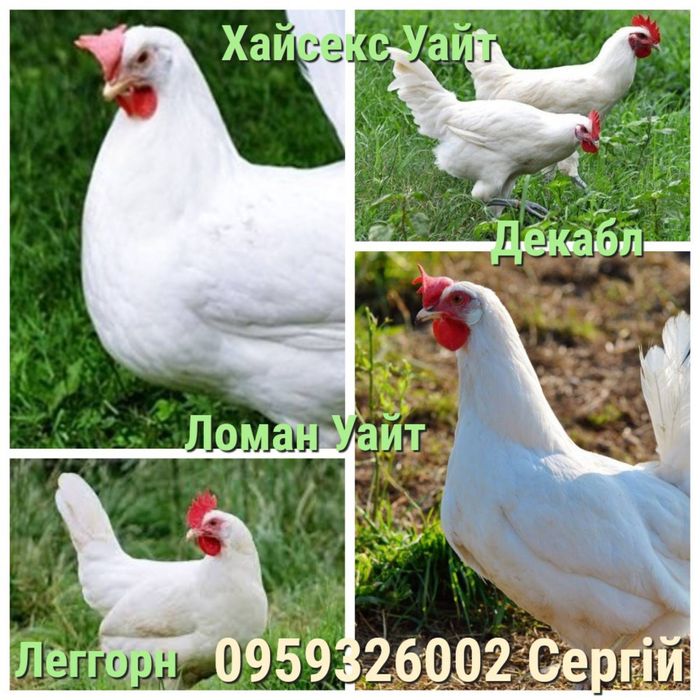 І/я несучки України та Європа