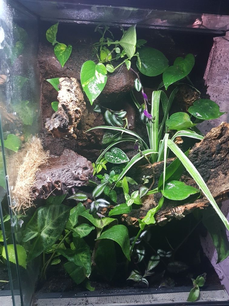 Terrarium tropikalne gekon