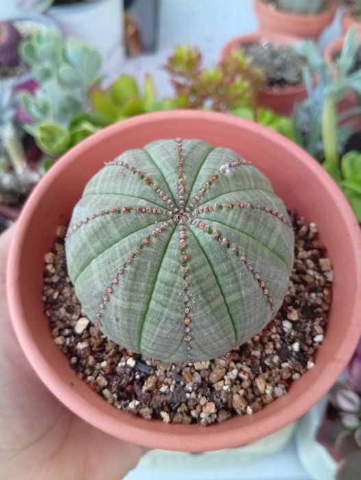 Duas Suculentas euphorbia obesa