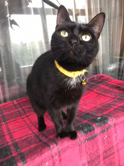 Кошечка Чурочка  бесплатно