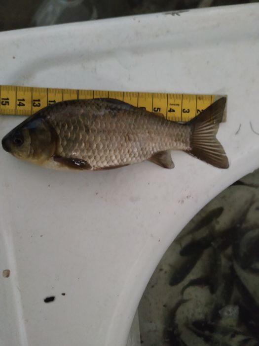 Sprzedam Karasia! Zapraszam