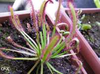 Kit completo para planta carnivora drosera capensis tipica