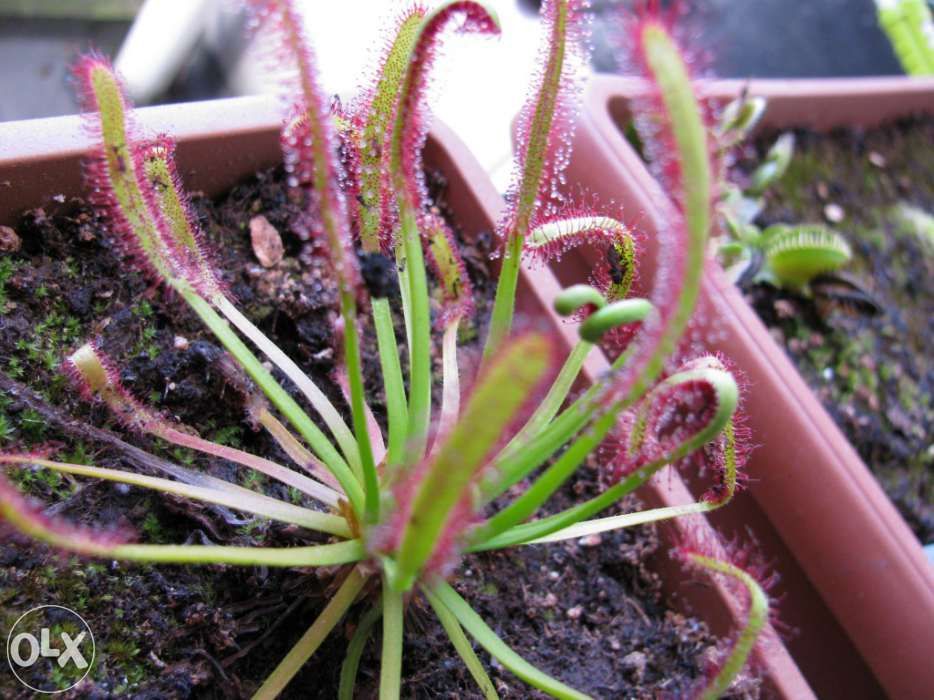 Kit completo para planta carnivora drosera capensis tipica