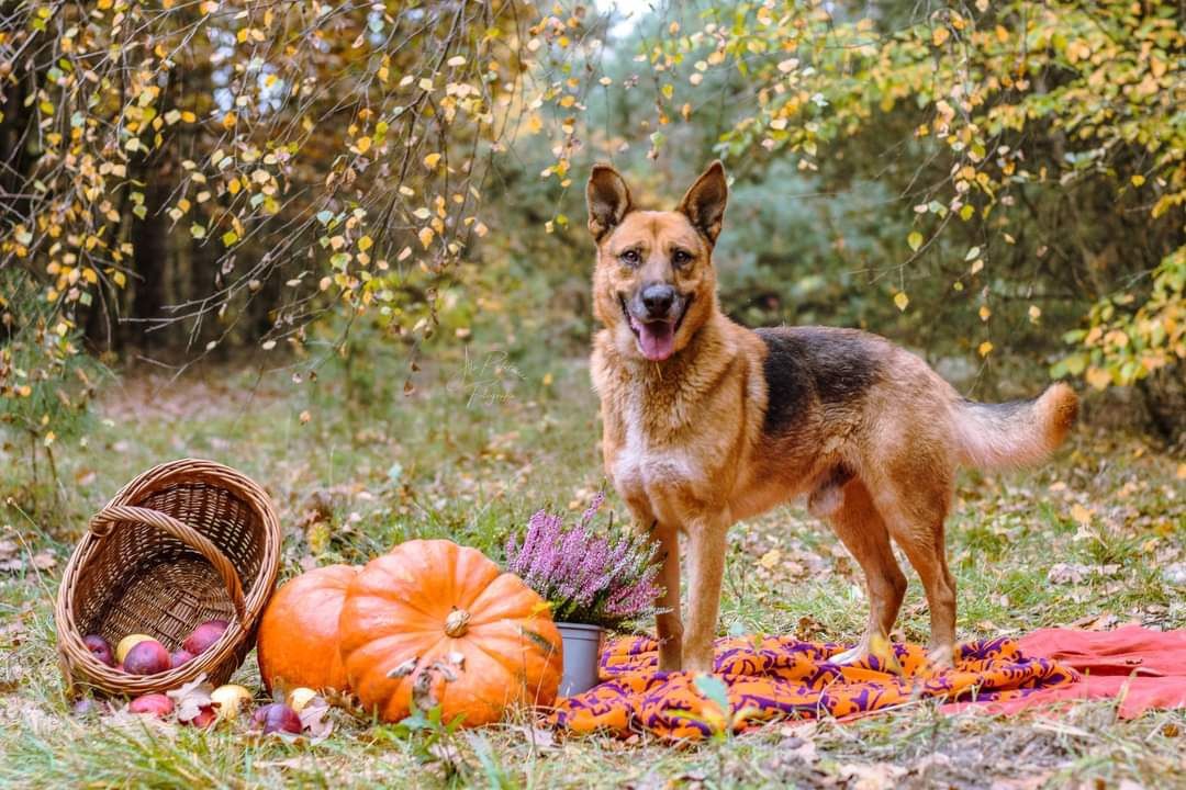 Przepiękny psiak w typie owczarka niemieckiego poleca się do adopcji!