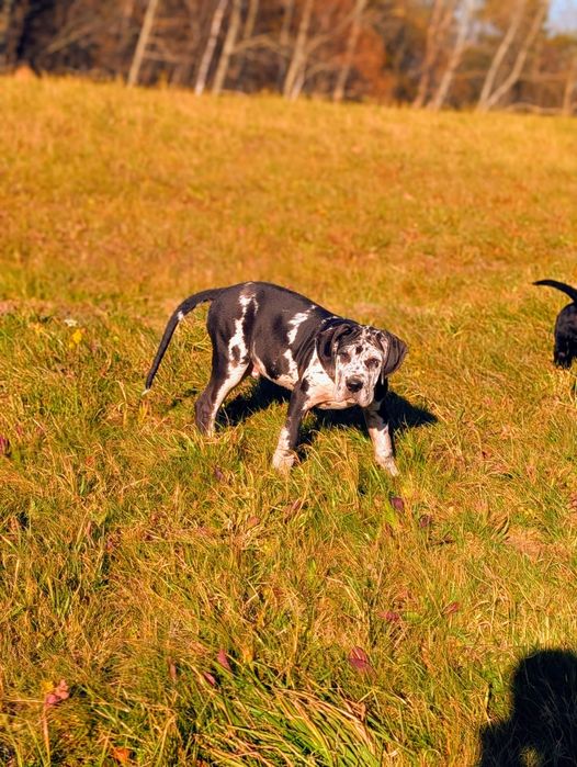 Szczeniak Dog Niemiecki