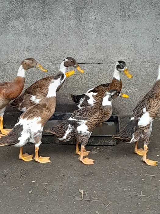 Sprzedam/zamienię kaczki biegusy
