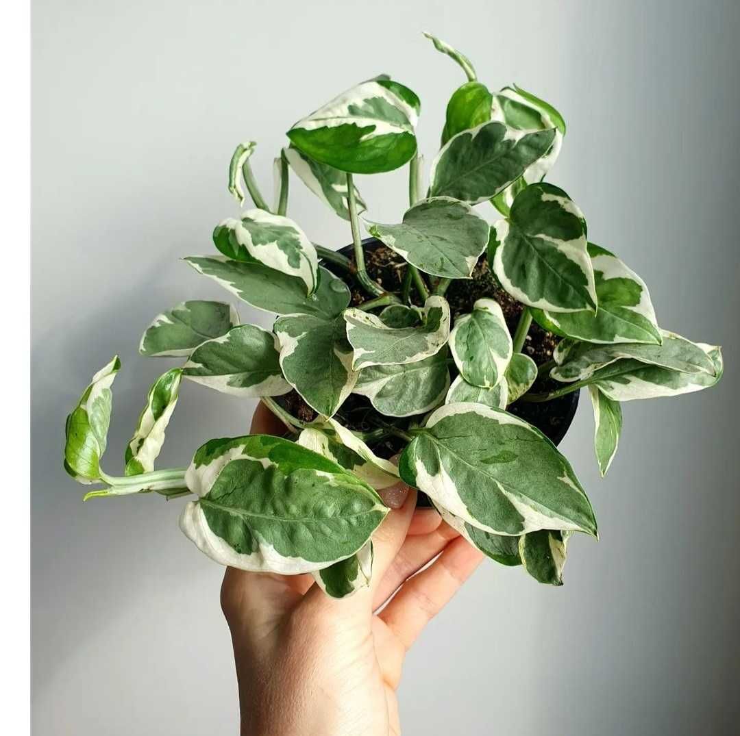 Epipremnum Marble Queen i inne