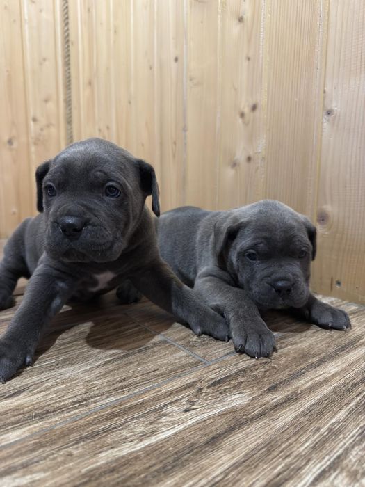 Кане корсо дівчатка