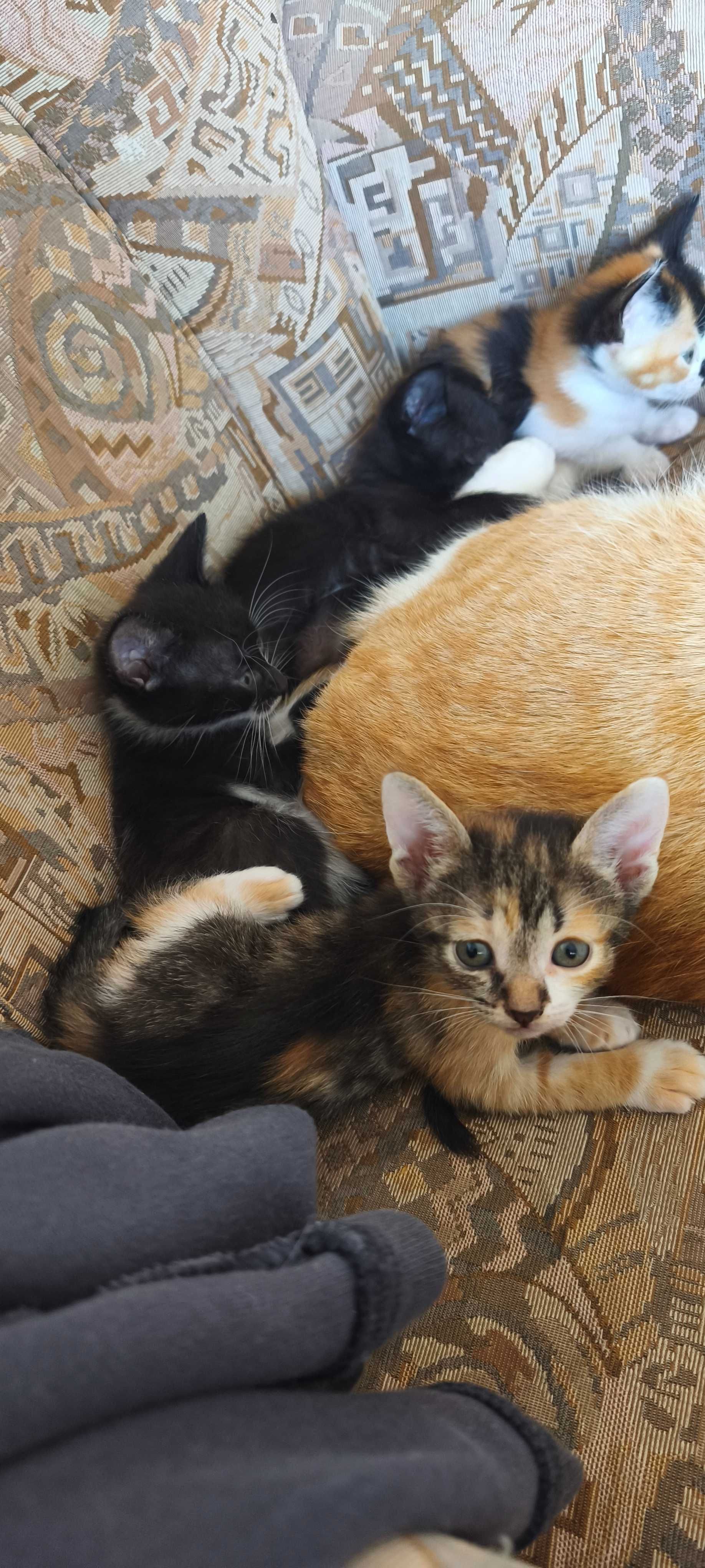 Gatinhos fofos para adoção