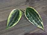 Hoya hoja macrophylla albomarginata 2 sadz. ukorzenione