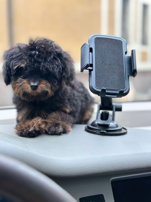 Мальтіпу/той пудель фантом