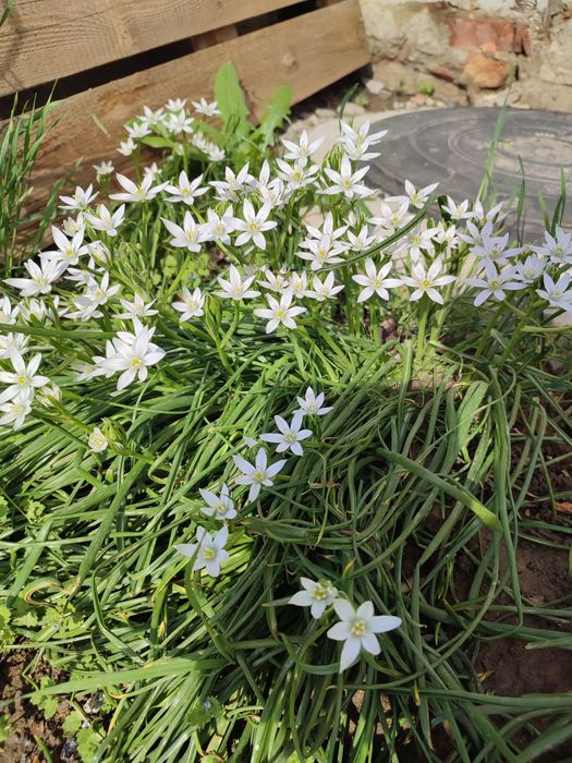 Птахомолочник зірочки, фіалки різні сортові,лілейники оранжевий, гіаци