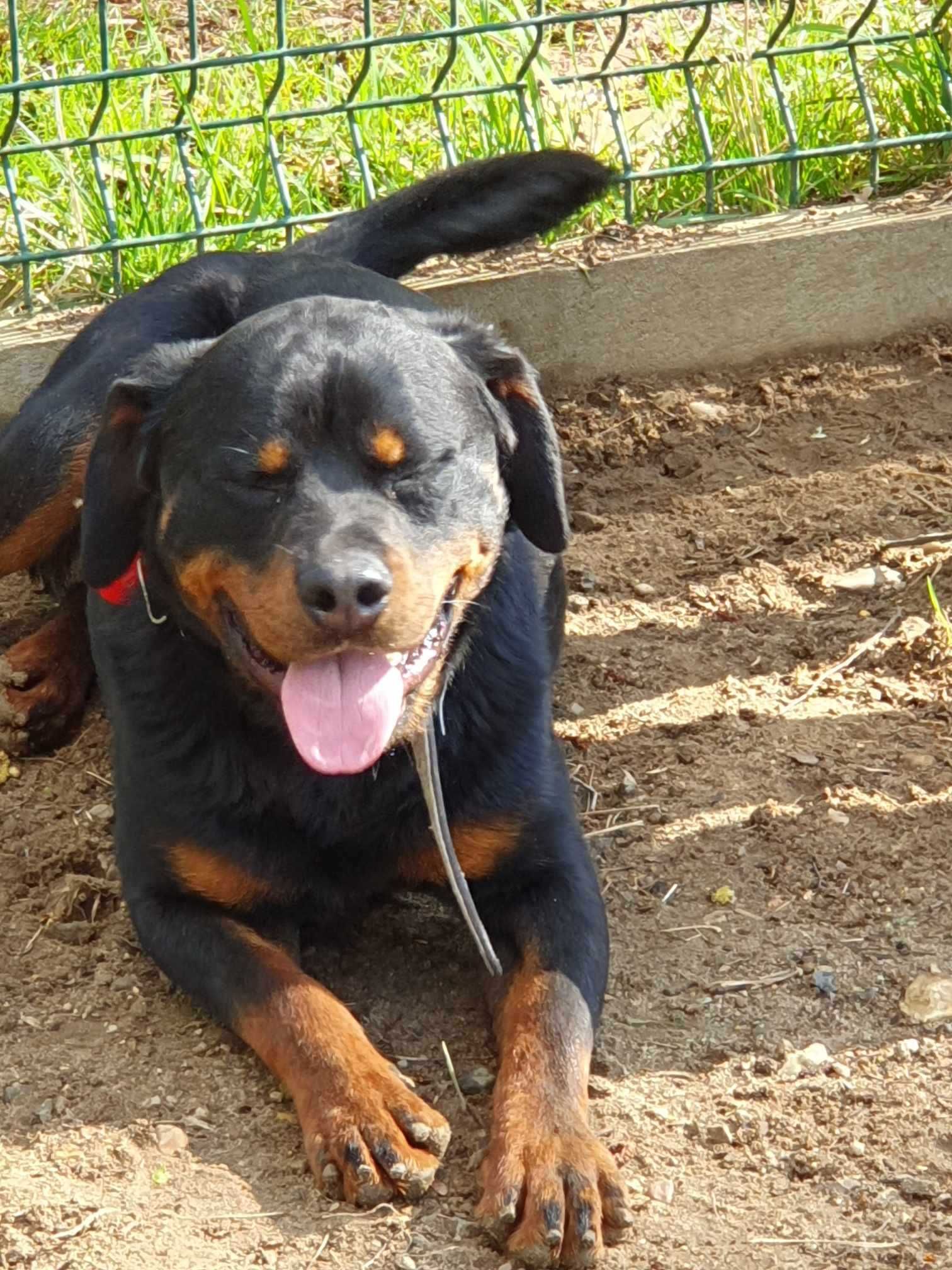 Nando w typie rottweilera - schronisko