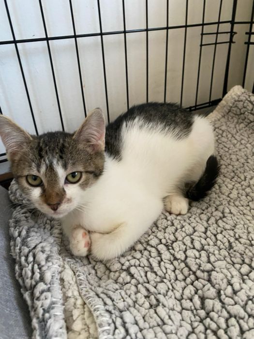 Gucio i Figiel szukaja domku