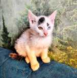Pilne!! 3 mcz.pięknie umaszczone koteczki czekają na adopcję  Jasło