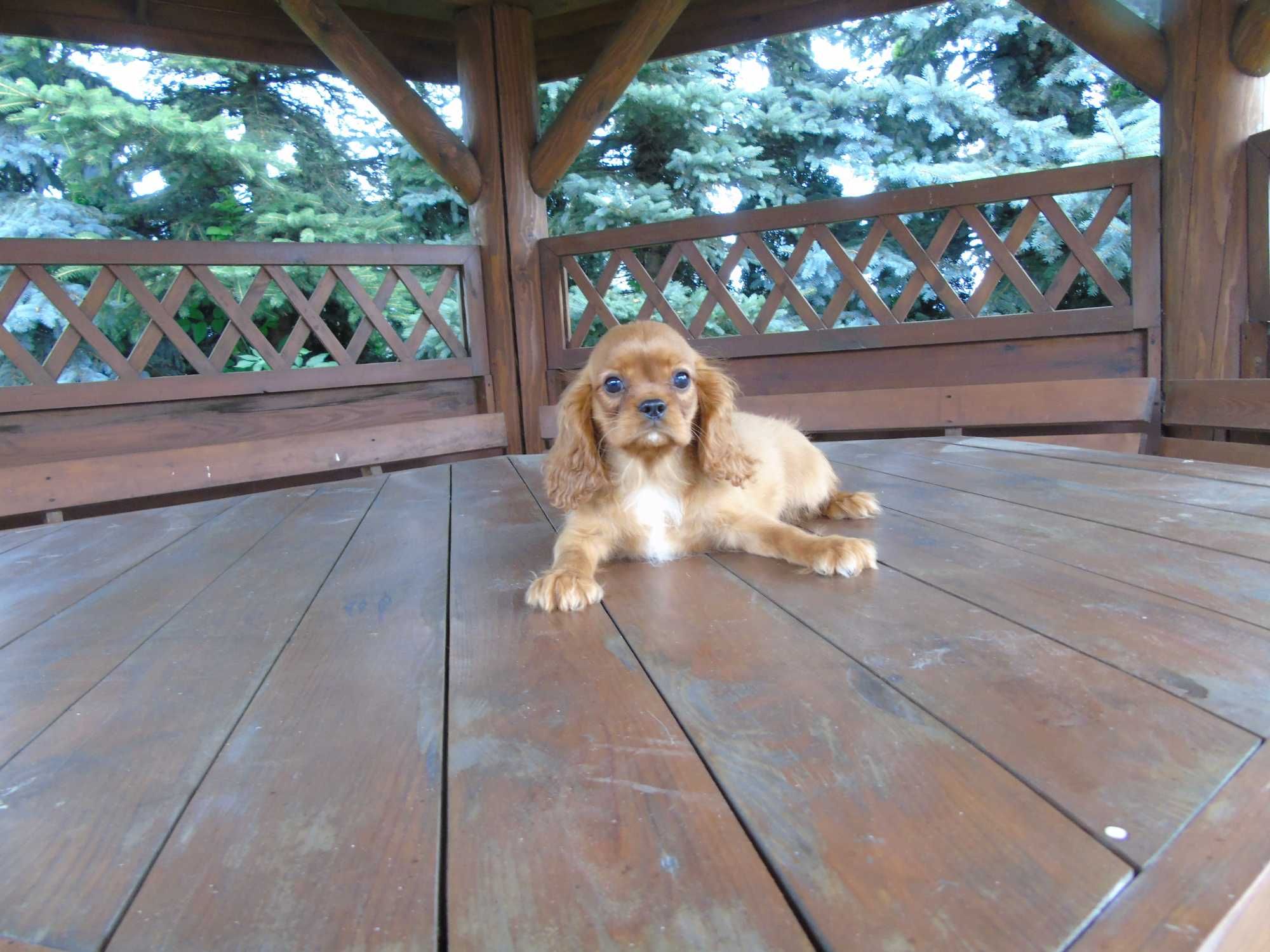Cavalier King Charles Spaniel chłopiec