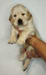 Szczeniak golden retriever