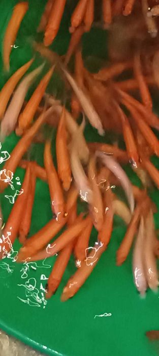 Ryby do stawów, Karpie Koi, Orfa, Narybek, Karaś ozdobny