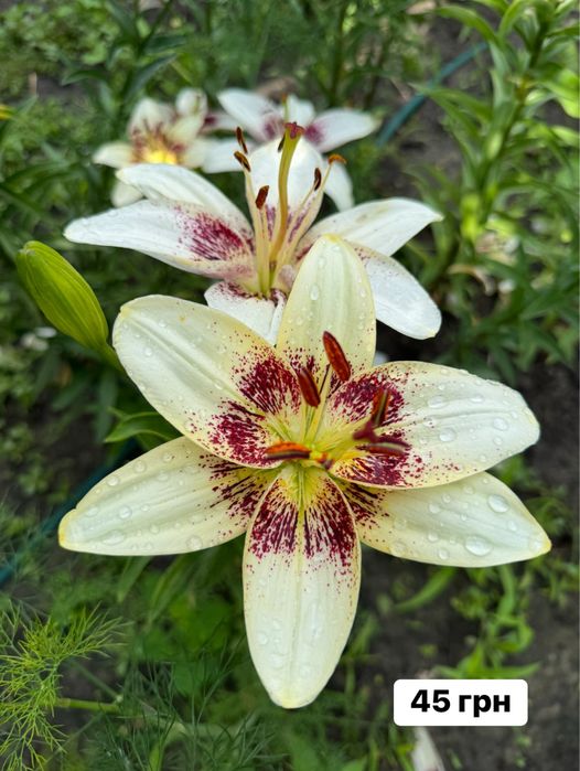 Ліліі садові різнокольорові