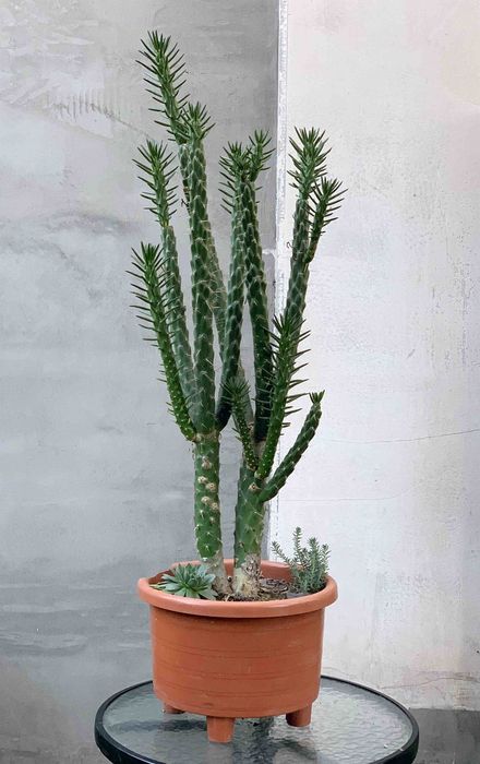 Кактус цилиндропунция