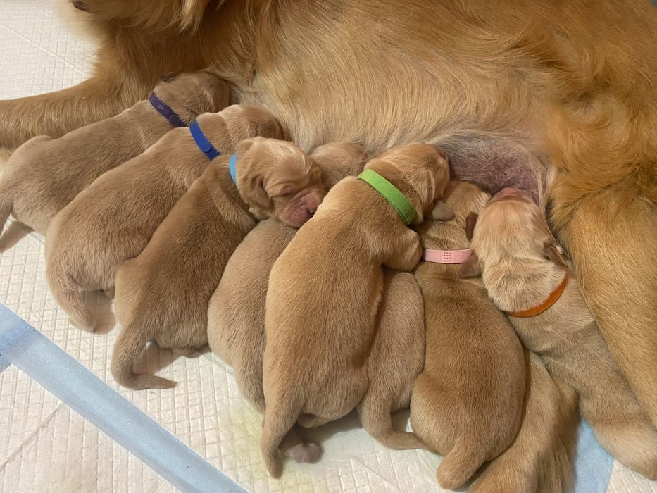 Szczenię Golden Retriever