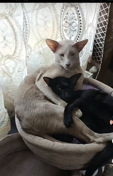 Продам котиків орієнталів