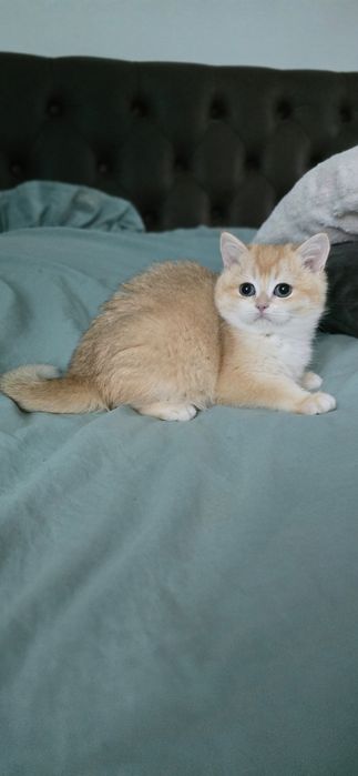 Британський хлопчик.