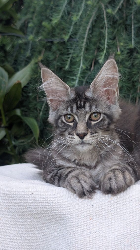 ZOJA kotka Maine Coon. Zapraszamy