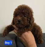 pudel 100% toy typ chinski Red Braun
